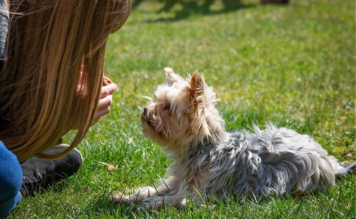 How to Train Dogs Who Are Not Food Motivated