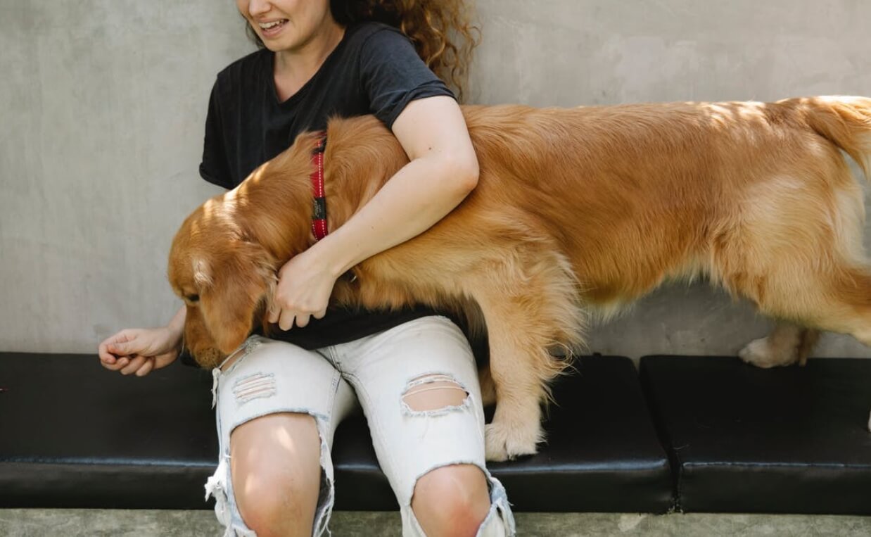 IRISH SETTER TRAINING TREAT