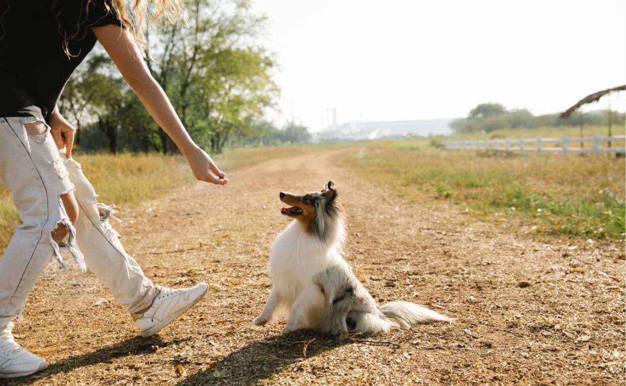 LONG-HAIRED COLLIE TRAINING TREAT