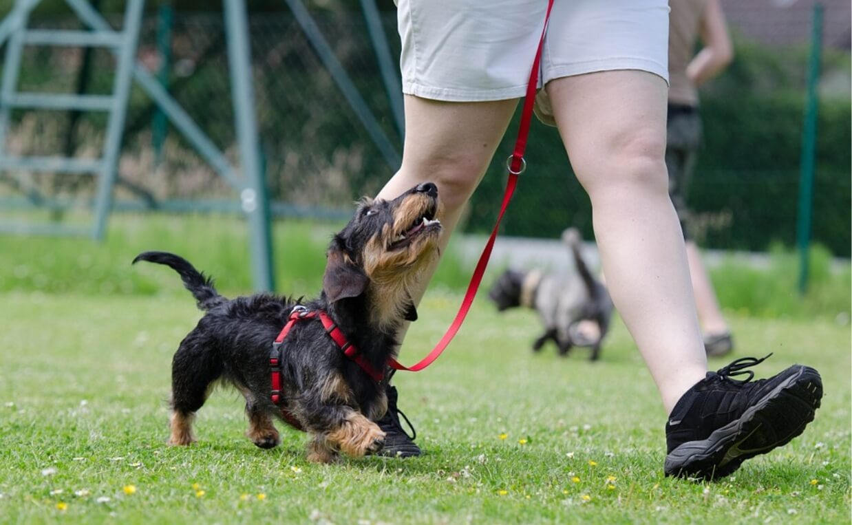 LONG-HAIRED DASCHUND FOOD MOTIVATED