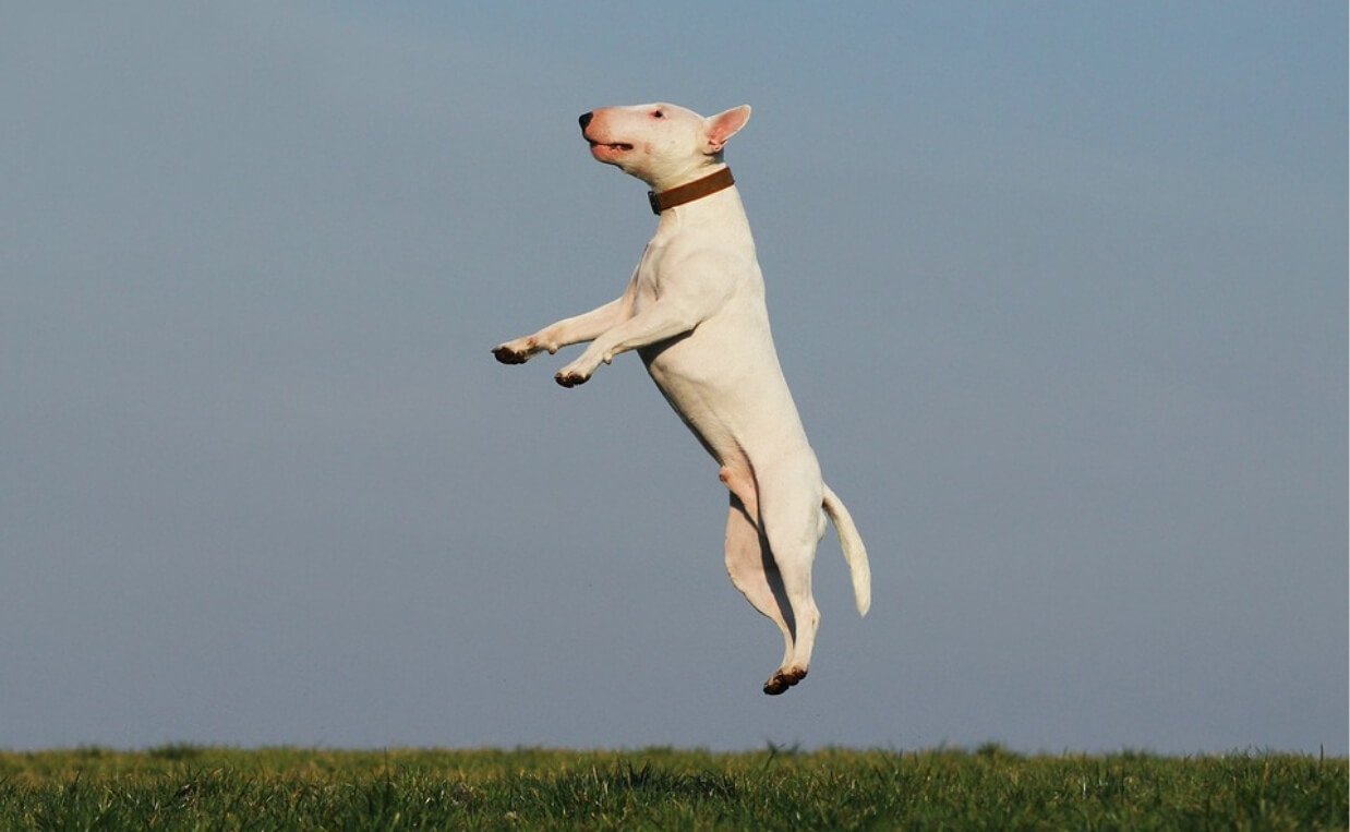WHITE DOG JUMPING EXCITED