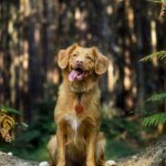 8 Eco-Friendly Tips for Dog Owners