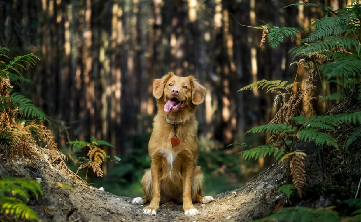 dog out in forest eco-friendly