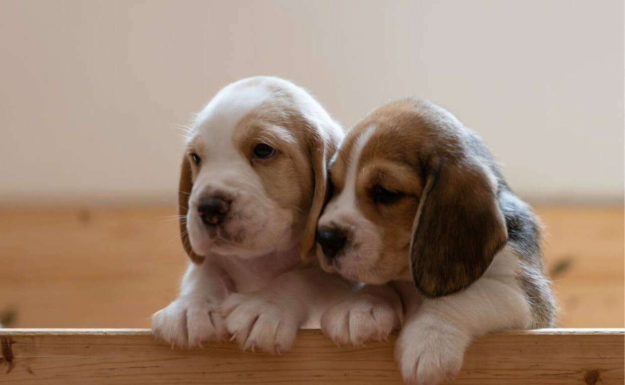 beagle puppies