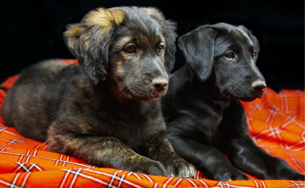 black and brindle puppies