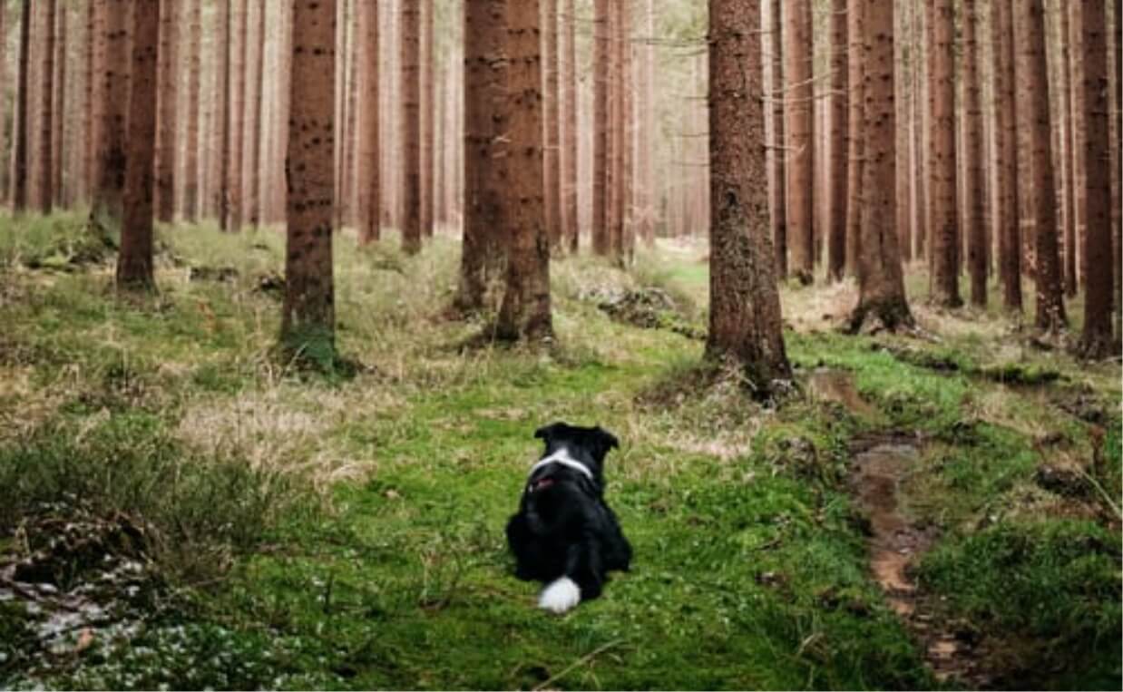 black and white long hair retriever in forest