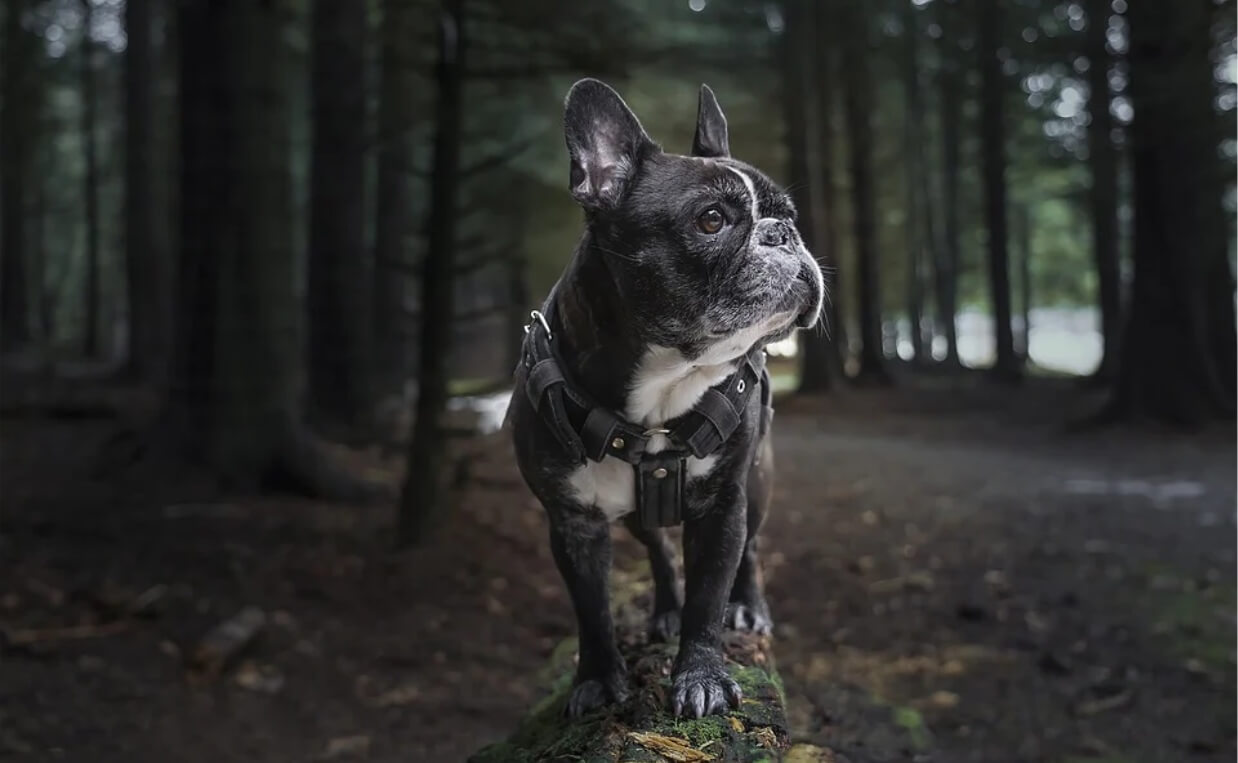 french bulldog outdoors in forest