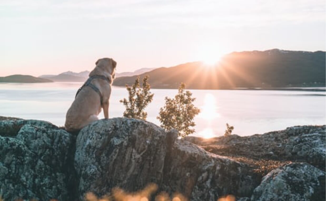 golden retriever in front of lake on rock