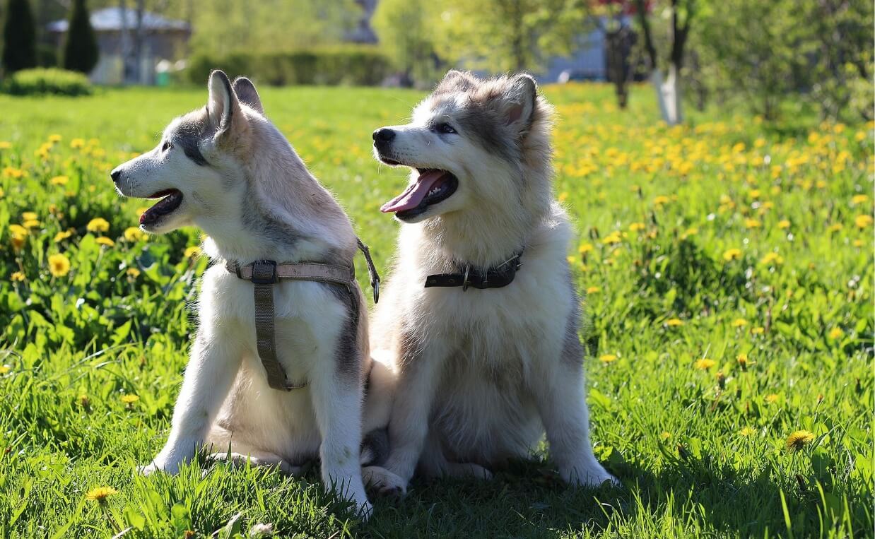 husky puppies in field of yellow flowers