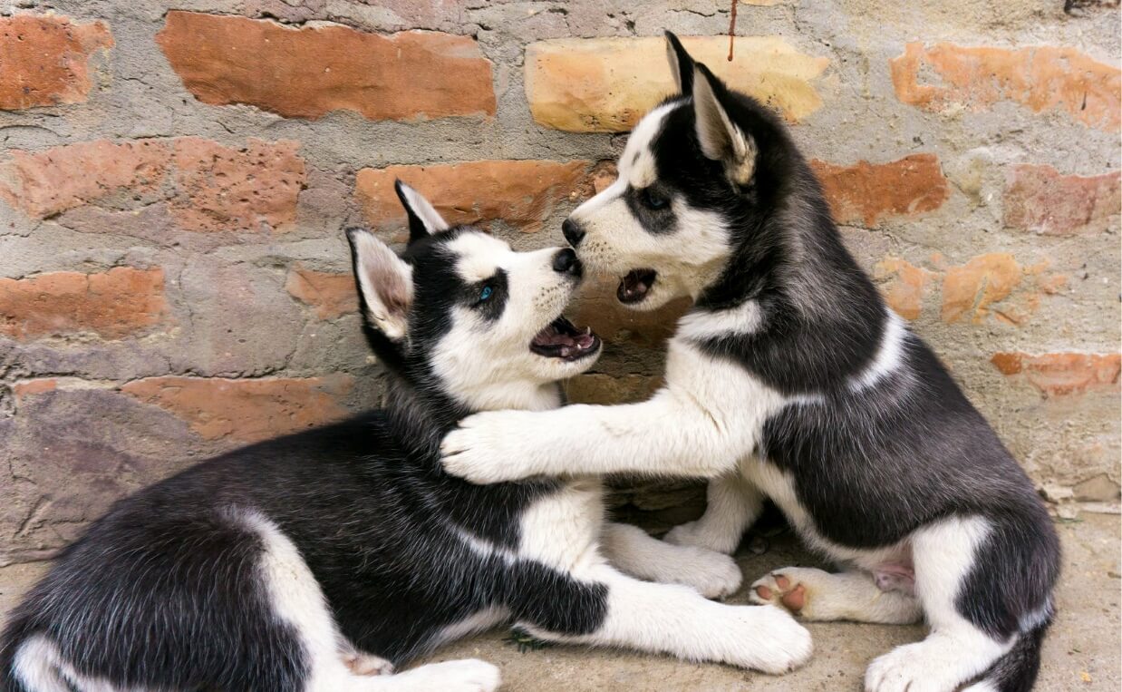 husky puppies