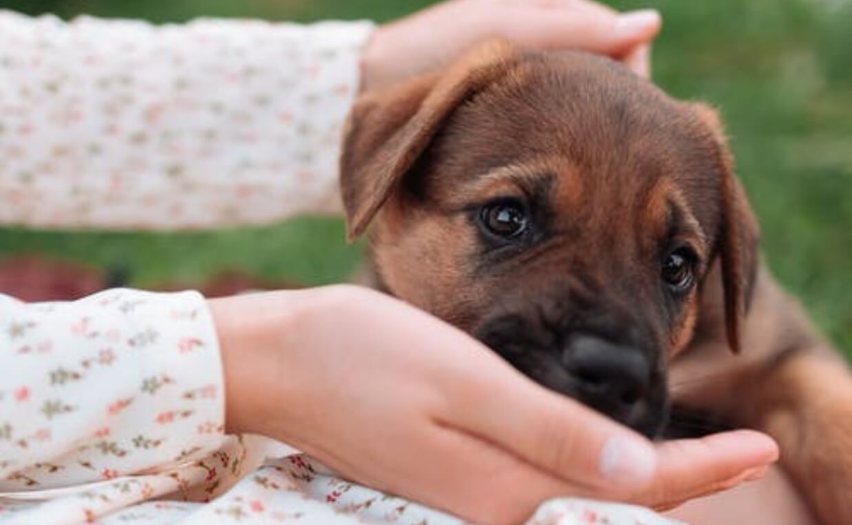 puppy laying in woman's hands