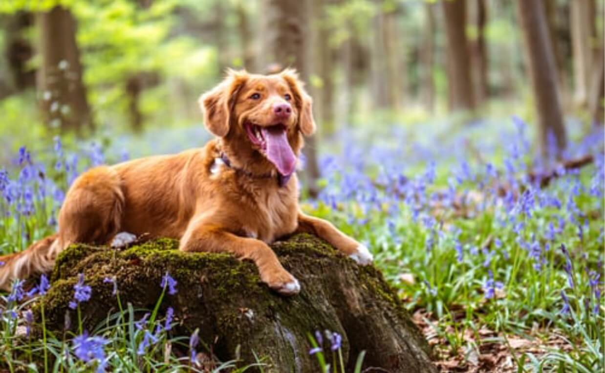 red haired dog in field with purple flowers