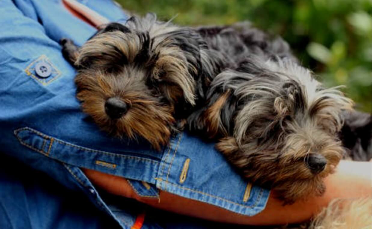 schnauzer puppies