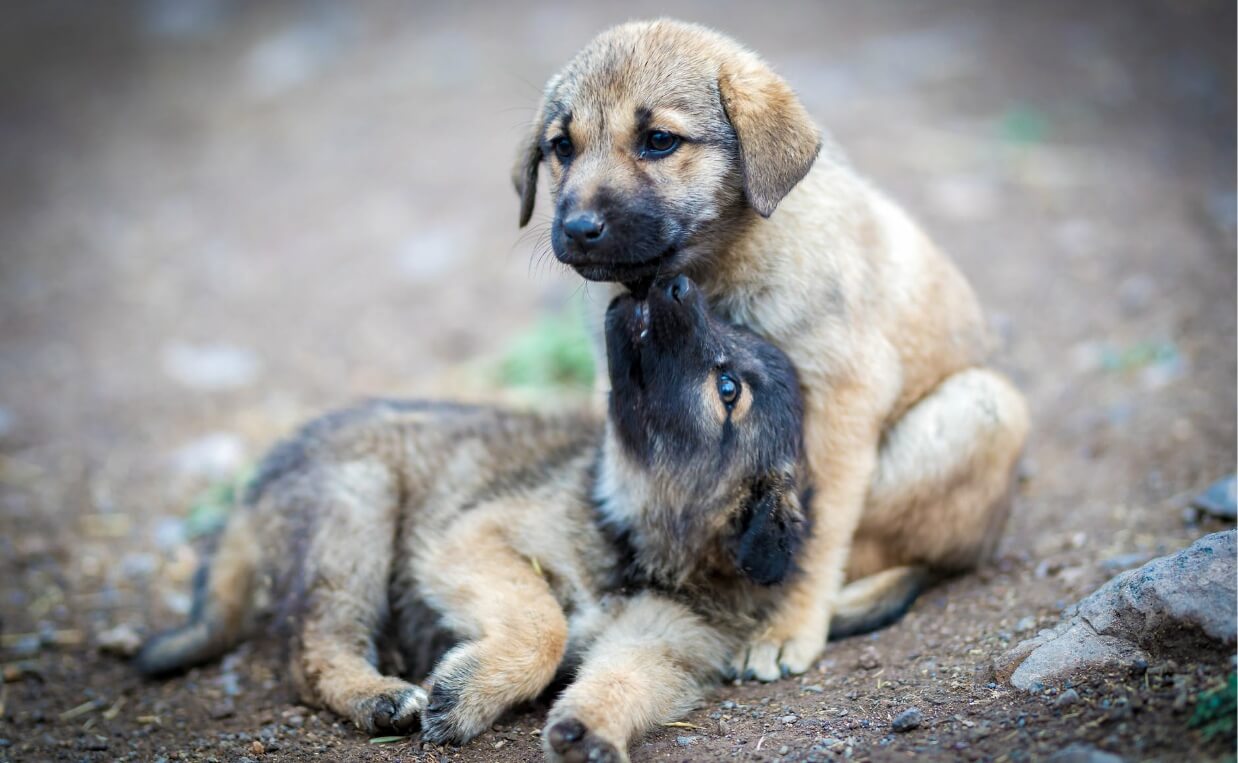 tan and black puppies