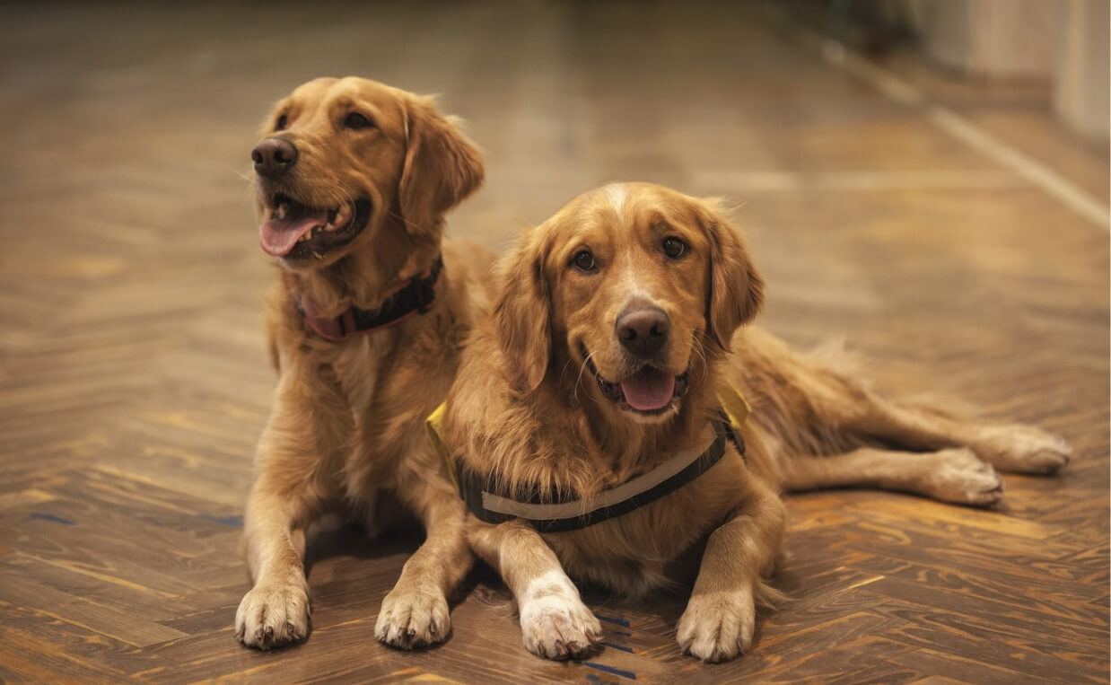 two golden retrievers