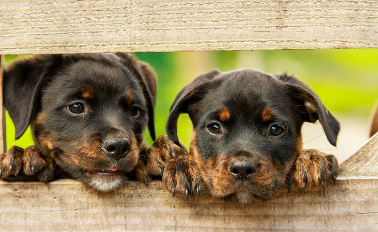 two rottweiler puppies