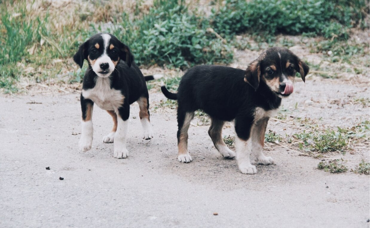 white, black and brown puppies