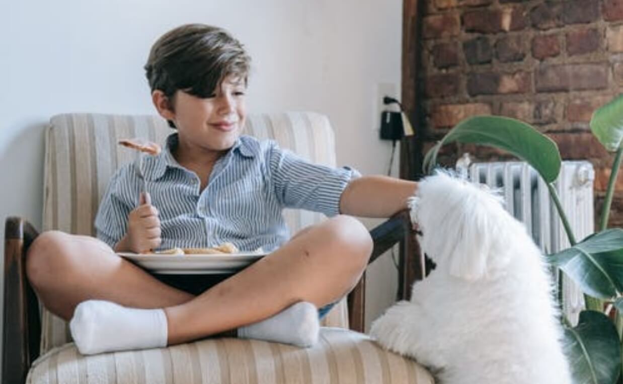 white fluffy dog begging from boy