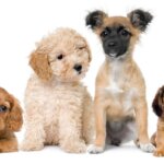 Most Popular Dog Names of 2021
