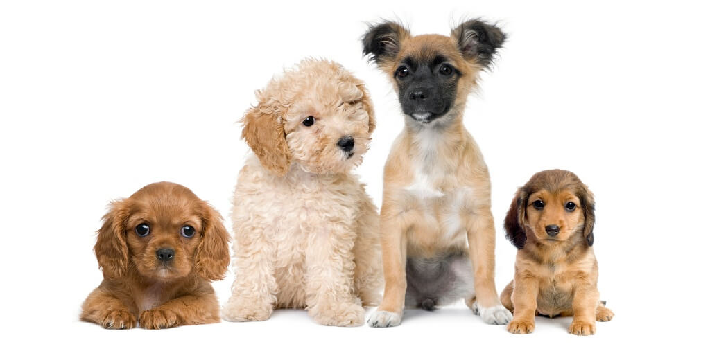 Most Popular Dog Names of 2021 Canine Campus Dog Daycare & Boarding