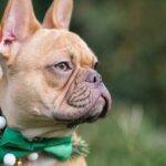 11 Holiday Collars for a Festive Season with Your Dog