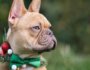 11 Holiday Collars for a Festive Season with Your Dog