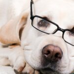 15 Ways to Enhance Your Dog’s Learning Ability