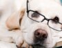 15 Ways to Enhance Your Dog’s Learning Ability
