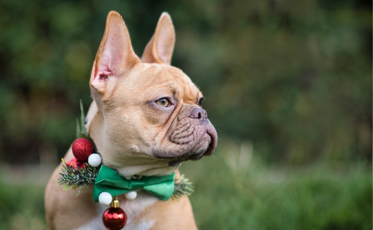 11 Holiday Collars for a Festive Season with Your Dog