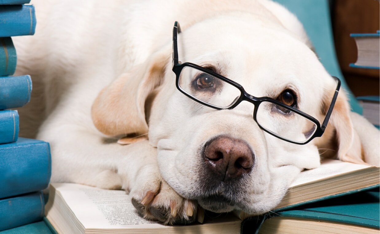15 Ways to Enhance Your Dog’s Learning Ability