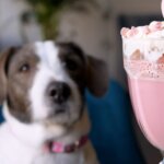 8 Ways to Celebrate Valentine’s Day With Your Dog