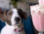 8 Ways to Celebrate Valentine’s Day With Your Dog