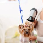9 Reasons to Take Your Dog to the Groomer Regularly