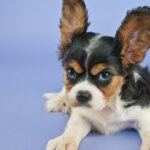 10 Things Your Dog Hates and Wishes You Would Stop Doing