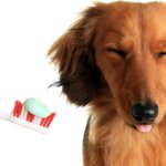 How Often Should You Brush Your Dog's Teeth