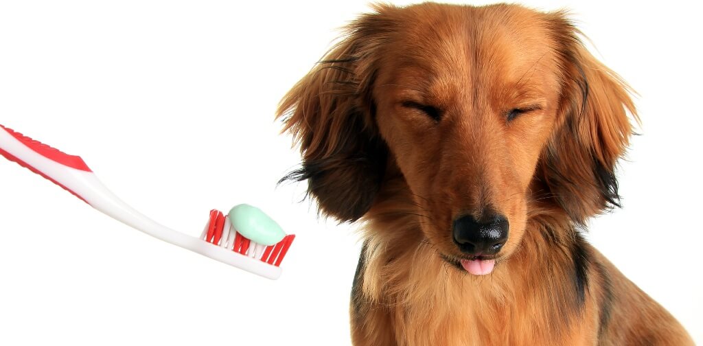 How Often Should You Brush Your Dog's Teeth? Canine Campus Dog