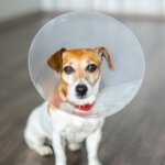 How Safe is Spaying or Neutering for Your Dog