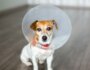 How Safe is Spaying or Neutering for Your Dog