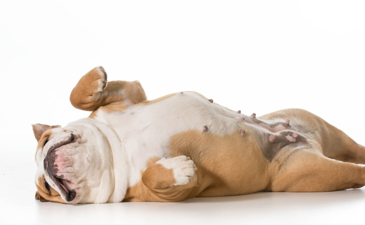 Why Do Dogs Love Belly Rubs