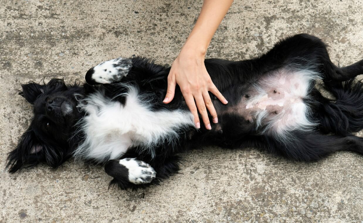 BELLY RUBS BLACK AND WHITE BORDER COLLIE