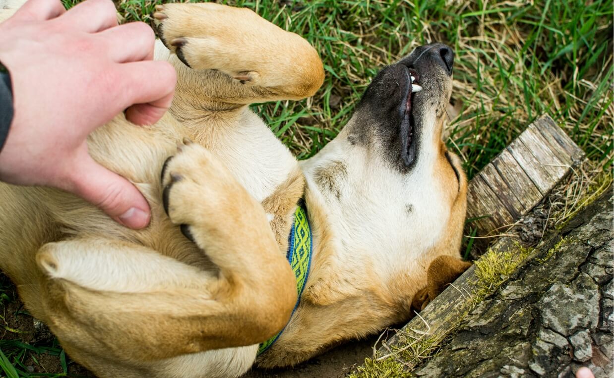 BELLY RUBS DOG GETTING BELLY RUB WHILE LAYING ON BACK ON GROUND OUTSIDE