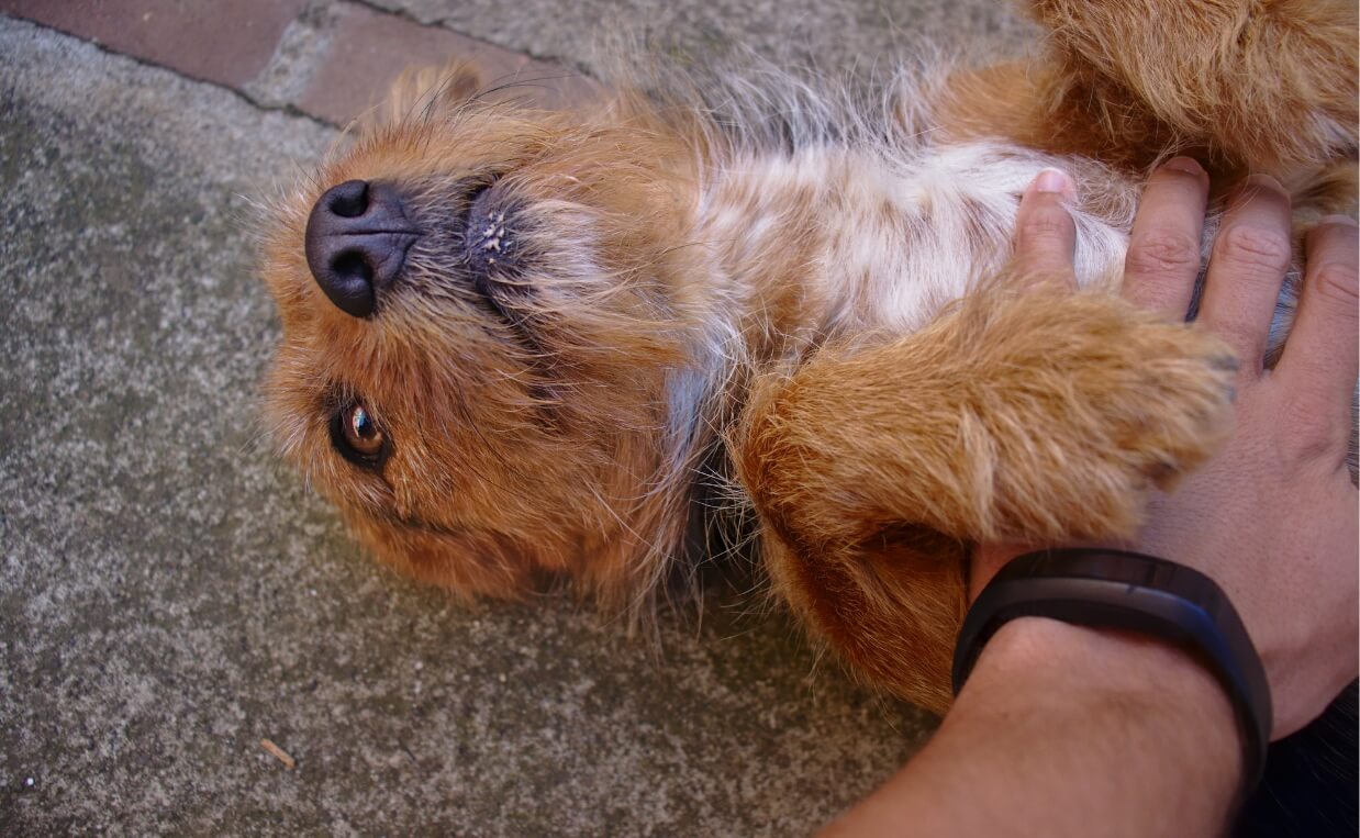 BELLY RUBS MAN RUBBING DOGS BELLY