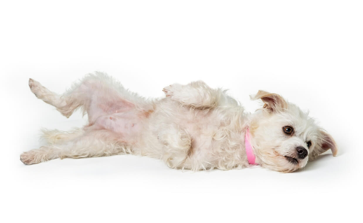 BELLY RUBS POODLE