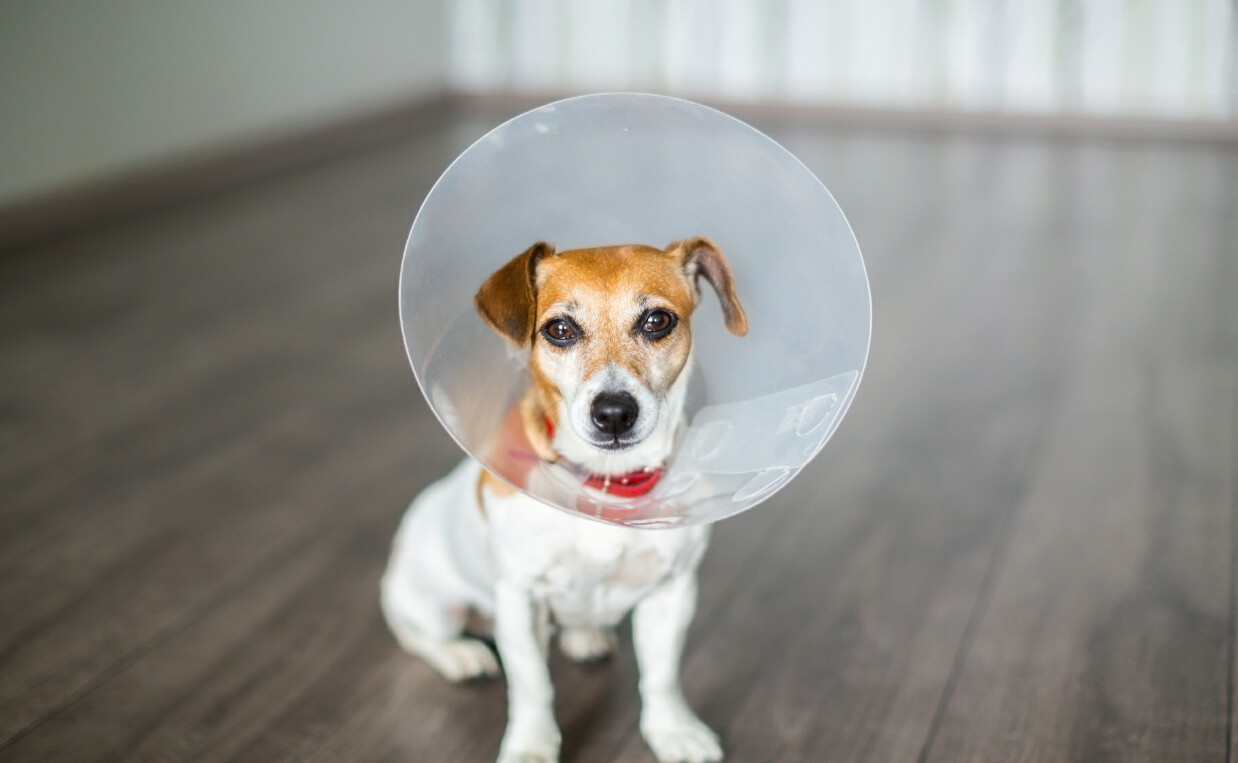 How Safe is Spaying or Neutering for Your Dog