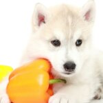 Can Dogs Eat Bell Peppers