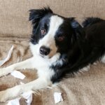 Signs Your Dog is Stressed and What To Do About It