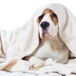 10 Foods to Feed Your Dog When Sick with an Upset Stomach