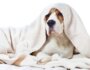 10 Foods to Feed Your Dog When Sick with an Upset Stomach