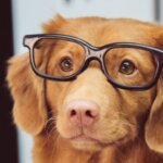 Why Mental Enrichment is Important for Your Dog