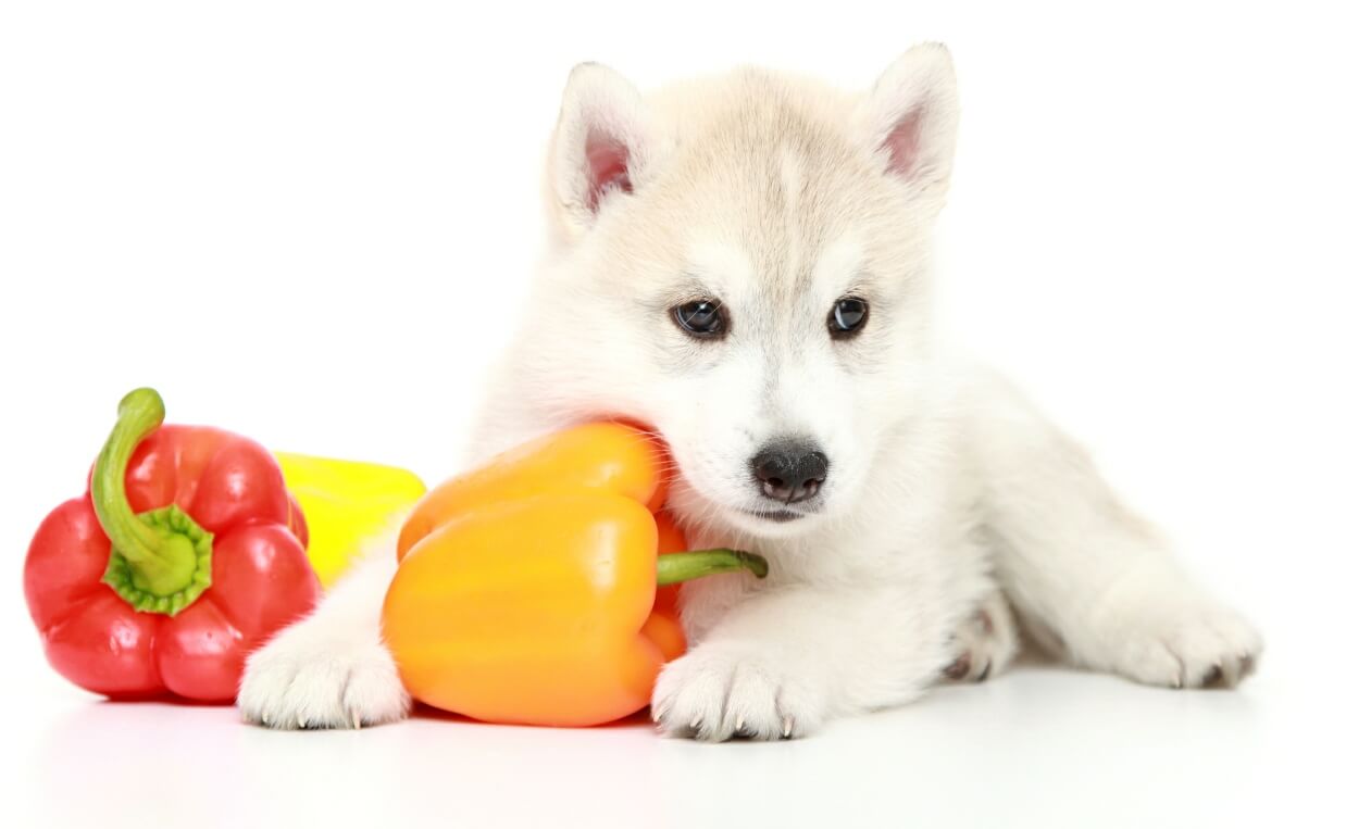 husky puppy with bell peppers